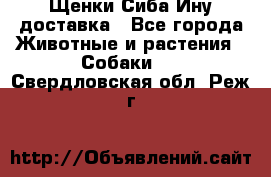 Щенки Сиба Ину доставка - Все города Животные и растения » Собаки   . Свердловская обл.,Реж г.